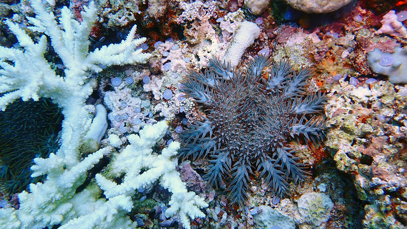 珊瑚杀手 长棘海星